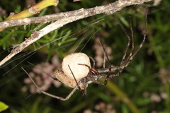 Euprosthenops australis