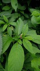 Phytolacca bogotensis