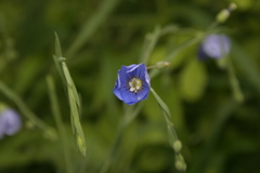 Linum usitatissimum