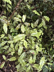 Quintinia serrata