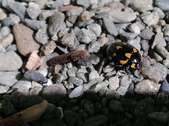 Coccinella leonina