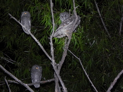 Megascops trichopsis