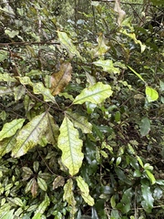 Quintinia serrata