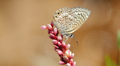 Leptotes trigemmatus