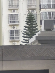 Araucaria cunninghamii