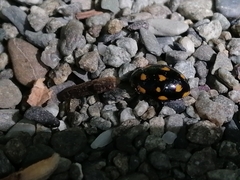 Coccinella leonina