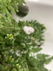 Megalopyge opercularis