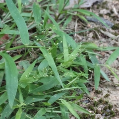 Dichanthelium