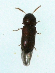 Ptilinus