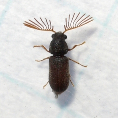 Ptilinus