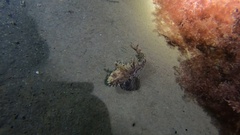 Hemitripterus americanus