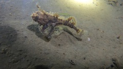 Hemitripterus americanus