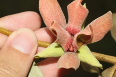 Duguetia