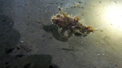 Hemitripterus americanus