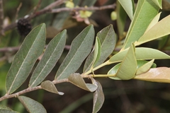 Duguetia