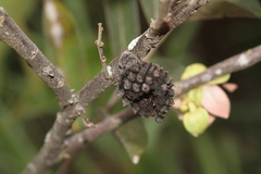 Duguetia