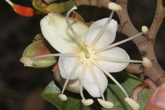 Hymenaea