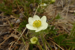 Anemonastrum