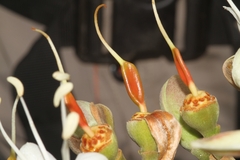 Hymenaea