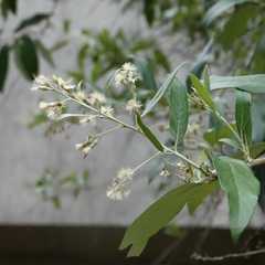 Moquiniastrum polymorphum