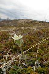 Anemonastrum