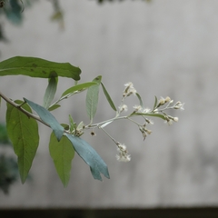 Moquiniastrum polymorphum
