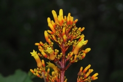 Palicourea rigida