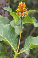 Palicourea rigida