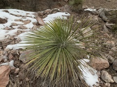 Yucca angustissima