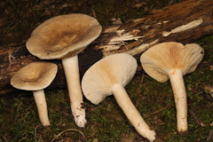Lactarius fumosus