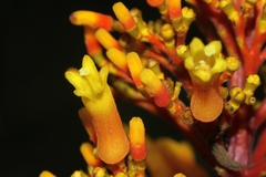 Palicourea rigida