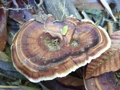 Microporus xanthopus