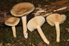 Lactarius fumosus