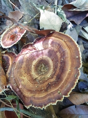 Microporus xanthopus