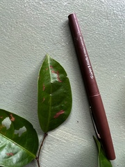 Glochidion sessiliflorum