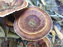 Microporus xanthopus