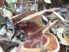 Microporus xanthopus