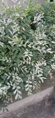 Erysiphaceae