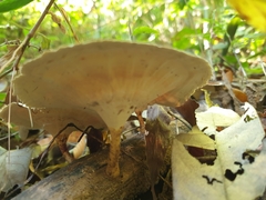 Microporus xanthopus