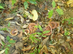 Microporus xanthopus