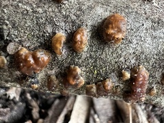 Cerinomyces
