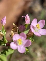 Centaurium