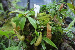 Nepenthes gymnamphora