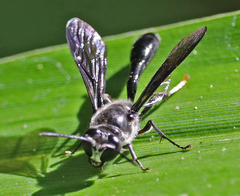 Trypoxylon lactitarse