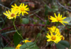 Senecio stoechadiformis