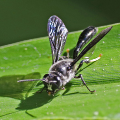 Trypoxylon lactitarse