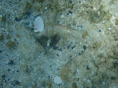 Cryptocentrus leucostictus