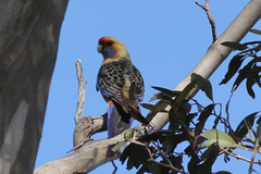 Platycercus elegans adelaidae