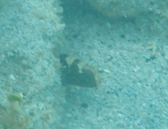 Cryptocentrus leucostictus