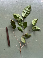 Glochidion sessiliflorum